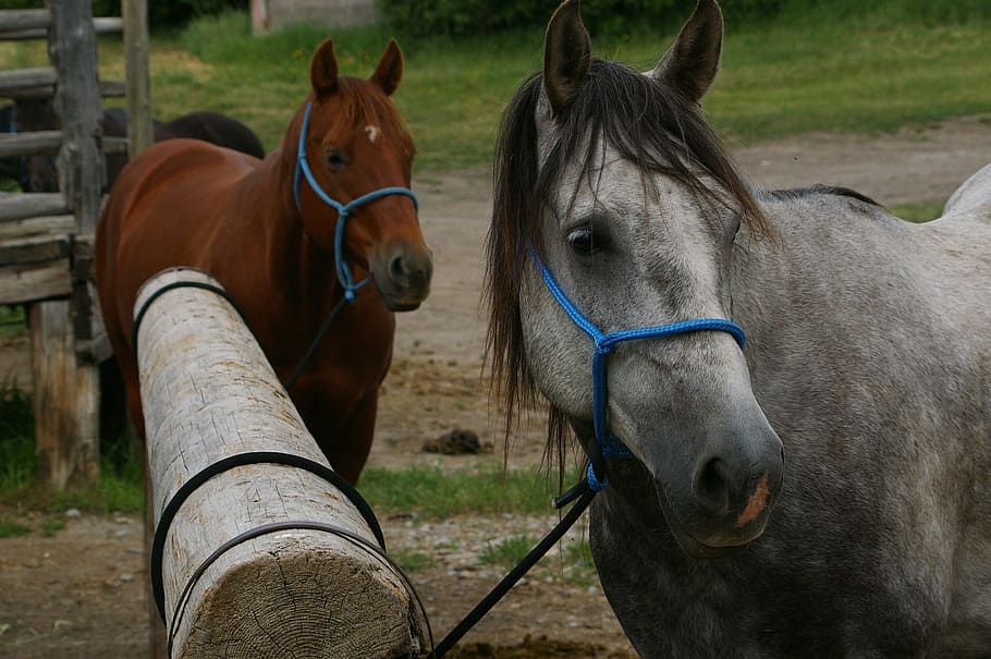 horses, animal, equine, hitch, hitching, post, bridle, bit