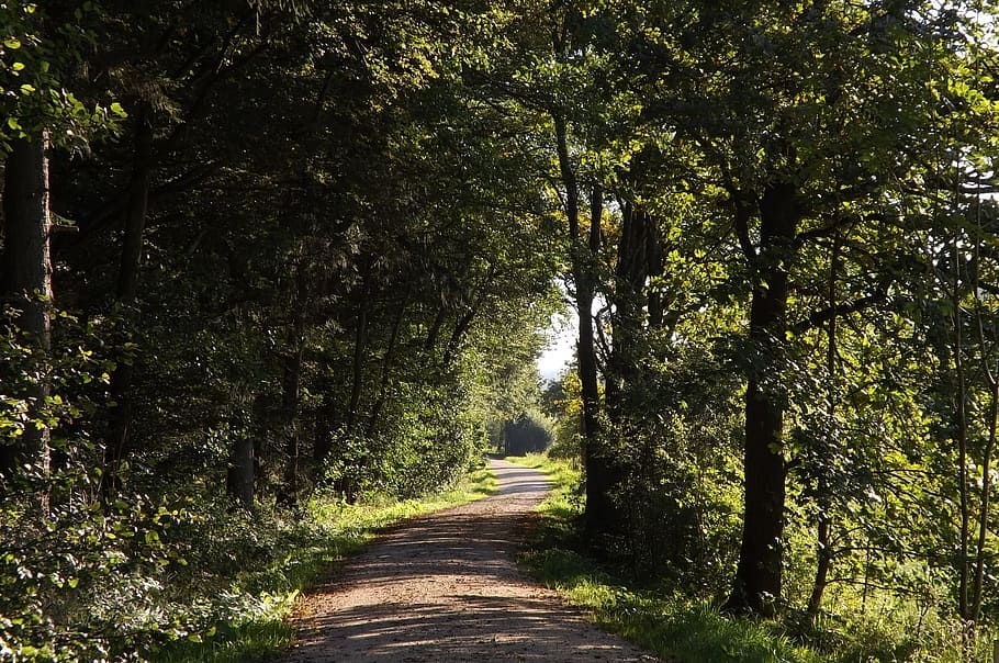 forest path, nature, autumn, mood, hike, oberschönenfeld, tree HD wallpaper