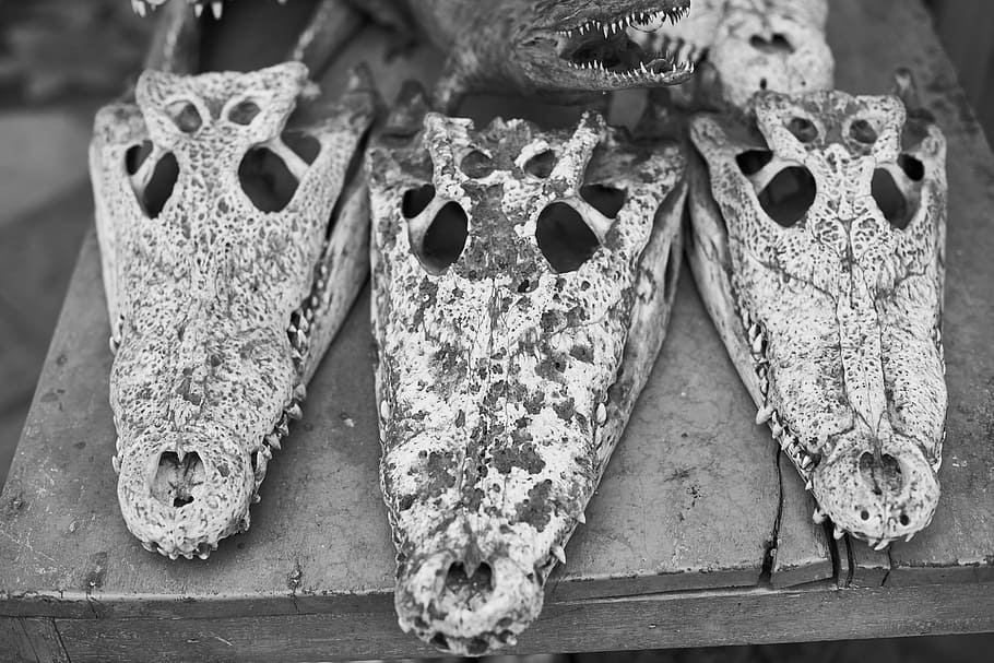 crocodile, head, skeleton, dead, asian, cambodia, body, murder HD wallpaper