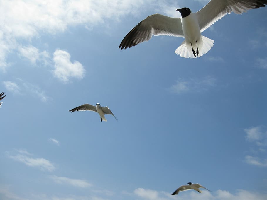 Birds, Gulls, Sky, flying, spread wings, cloud - sky, mid-air HD wallpaper