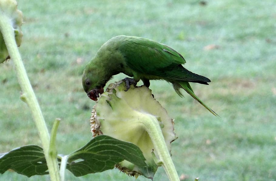 Rose-ringed Parakeet | Birds Wiki | Fandom