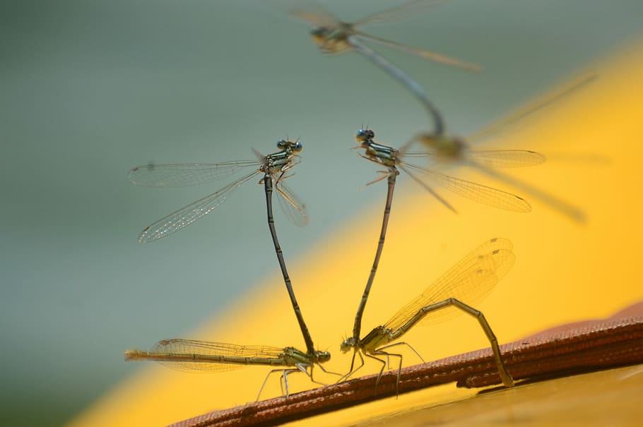 Dragonflies, Playback, Insect, Love, pairing, no people, close-up HD wallpaper