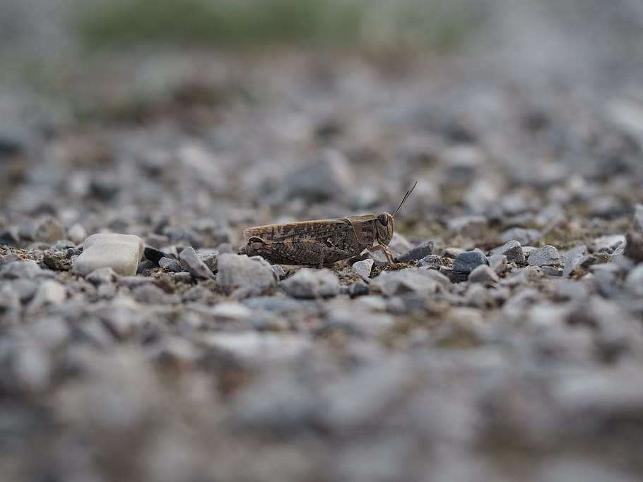 grasshopper, close, insect, nature, locust breeding, animal themes HD wallpaper