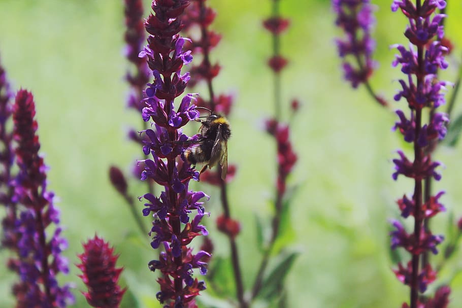 lavender, hummel, insect, violet, purple, pollination, garden HD wallpaper