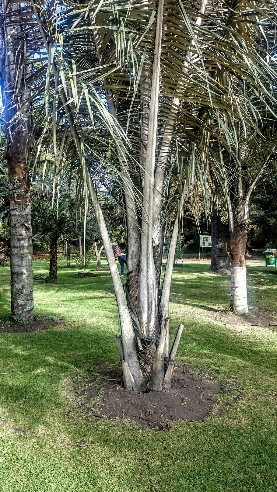 palm wax, trees, botanical garden, plant, grass, growth, tree trunk, HD wallpaper