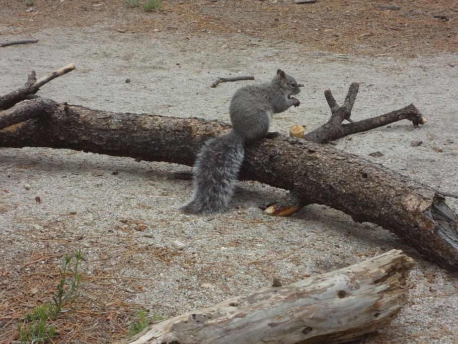 Squirrel, Outside, Nature, no people, animal wildlife, animals in the wild HD wallpaper