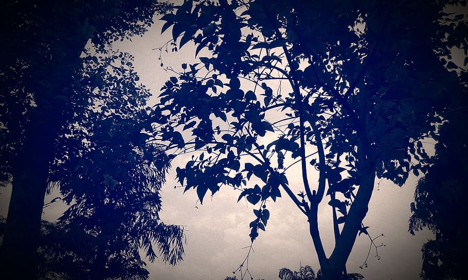 trees, leaves, rainy, plant, growth, tranquility, branch, beauty in nature HD wallpaper
