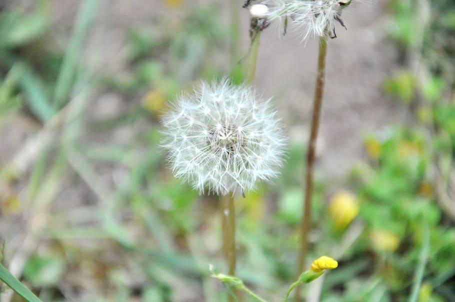 dandelion, grasses, spring, flower, plant, flowering plant HD wallpaper
