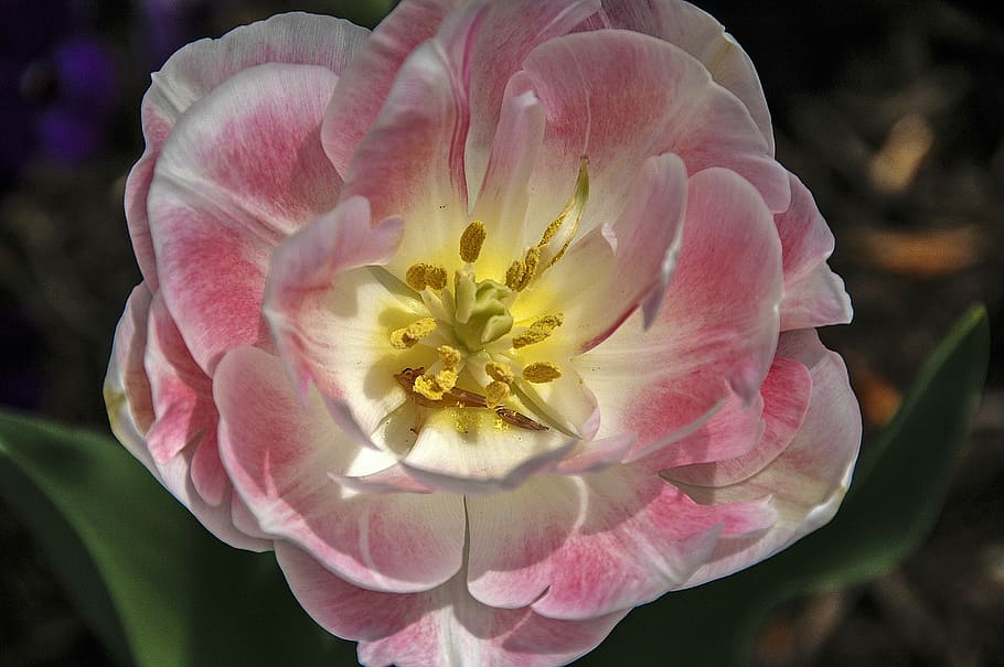 flower, pink, bloom, close-up, floral, nature, plant, pink Color HD wallpaper