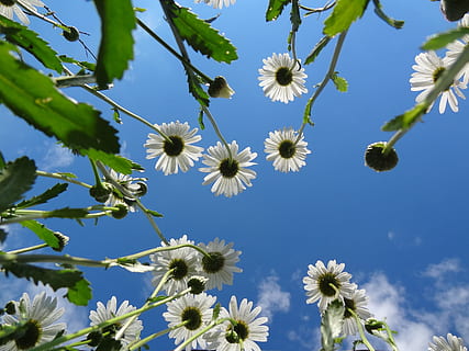 bottom view of white multi-petal flower under blue sky during daytime HD wallpaper