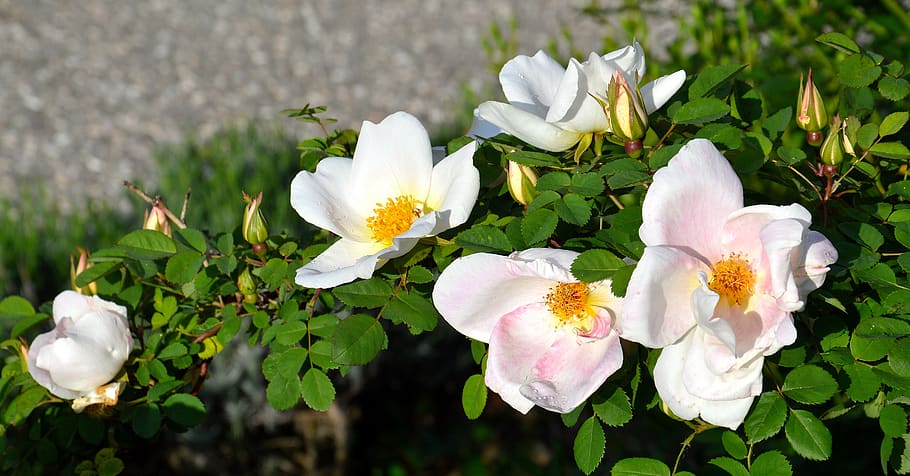 pink, rosebush, flower, flowering plant, freshness, beauty in nature HD wallpaper