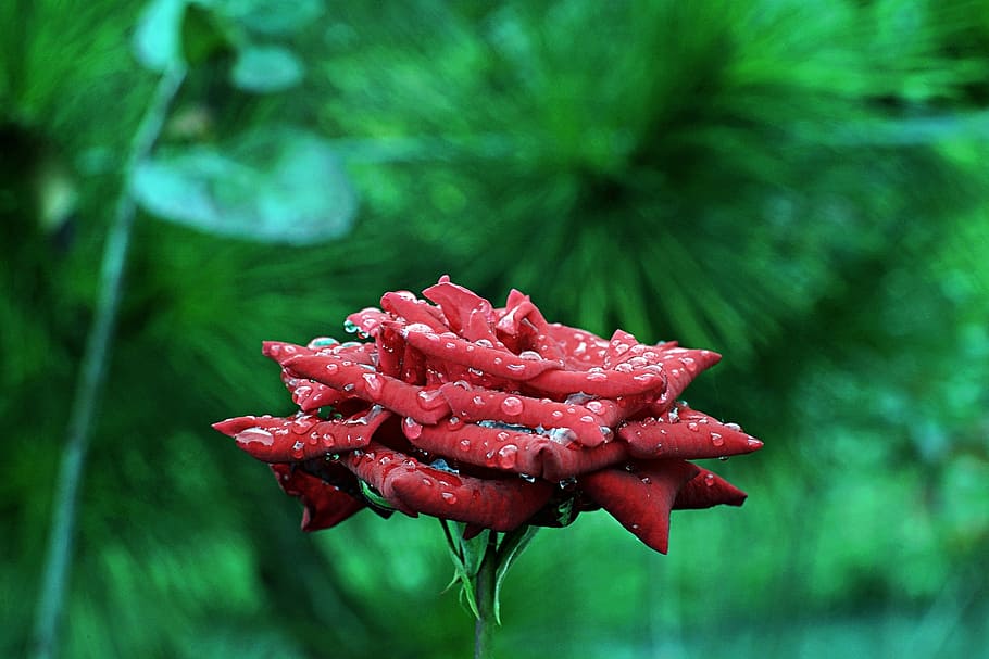 rose, nature, plant, growth, red, close-up, beauty in nature HD wallpaper