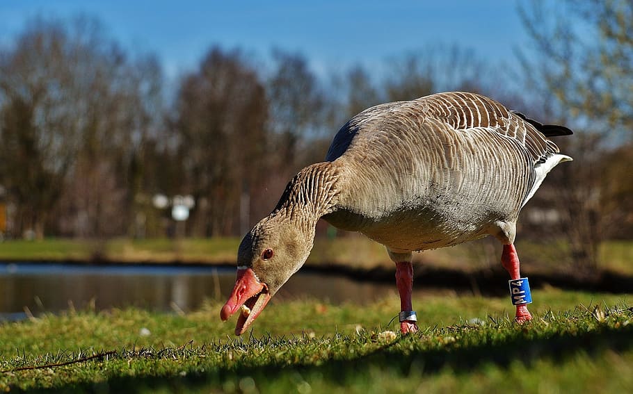 goose, bird, feather, bread, water bird, poultry, bill, plumage HD wallpaper