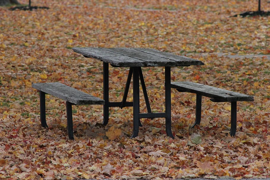 bench, fall, nature, outdoor, autumn, seat, change, table, plant part HD wallpaper