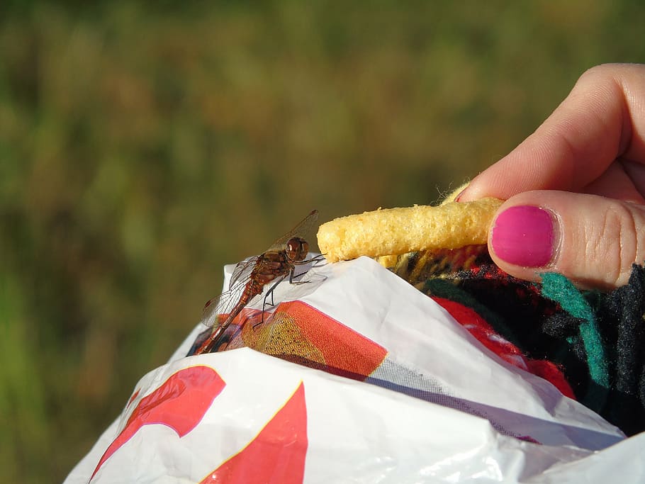 dragonfly, cheese puffs, ostbåge, thumb, mat, hand, nail, human hand HD wallpaper