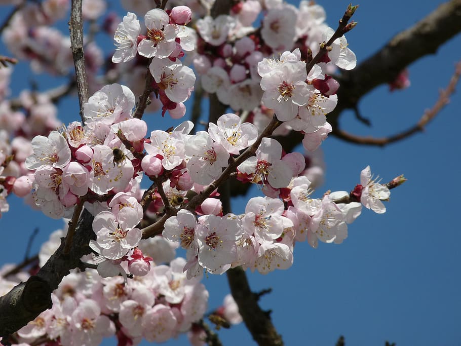 blossom, bloom, cherry blossom, branch, spring, tree, white HD wallpaper