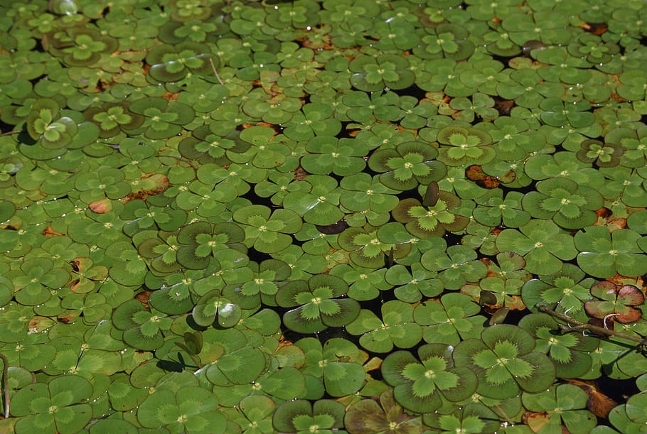 lily, clover, leaf, four, plant, aquatic, invasive, flower HD wallpaper