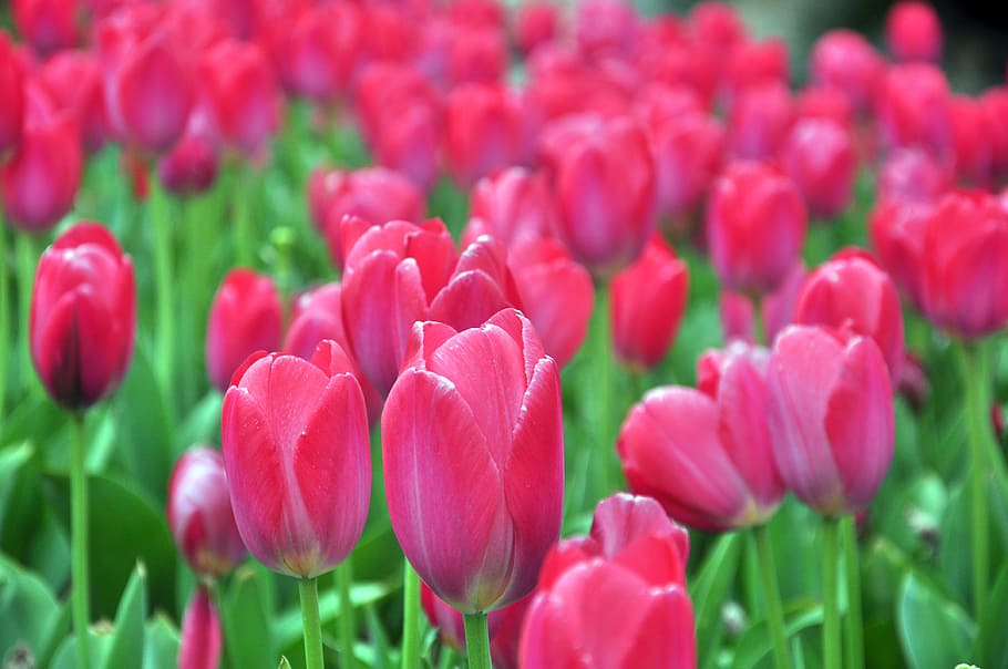 Tulip, Spring, Flowers, nature, plant, freshness, beauty in nature HD wallpaper