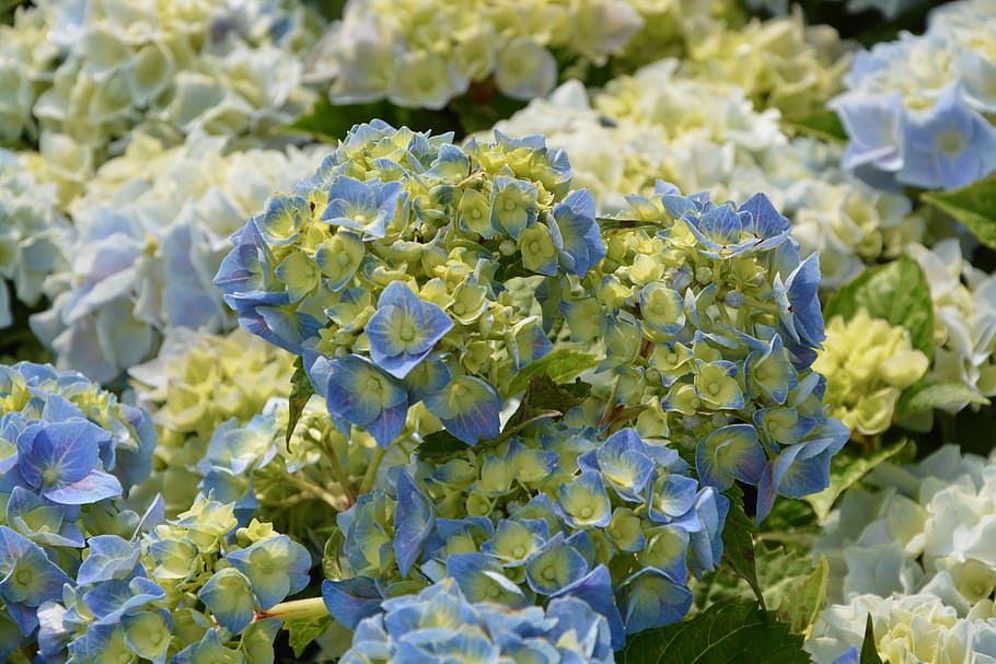 flower hydrangea, blue, garden, flowers, plant, blue flowers HD wallpaper