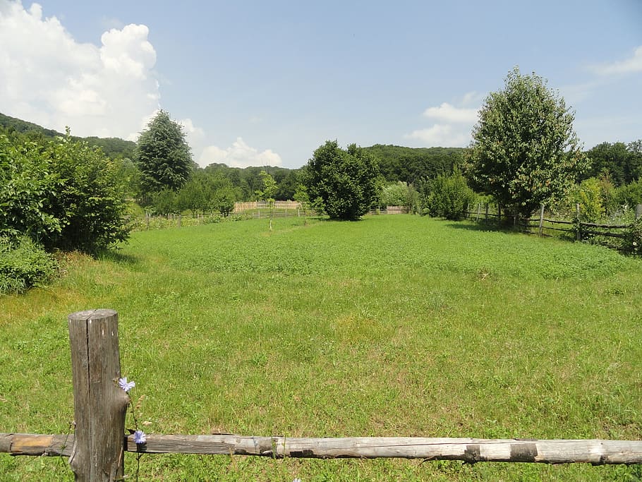 nature, trees, green, plant, green color, grass, field, land HD wallpaper