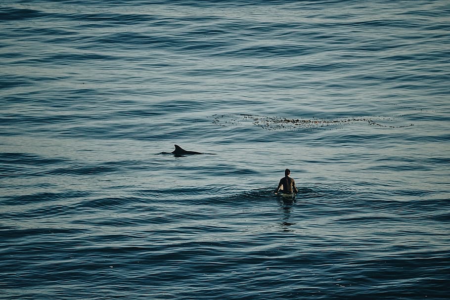 man riding on surfboard near shark, man surfing on body of water HD wallpaper