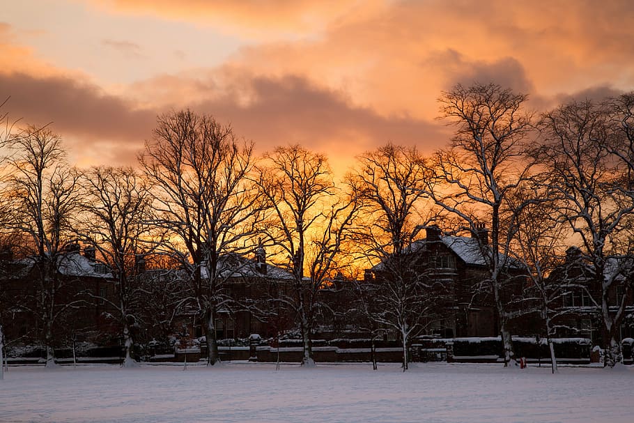 brown-and-gray houses near trees under orange sky, architecture HD wallpaper