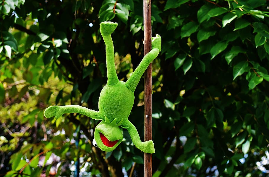 pole dance, kermit, funny, soft toy, animal, toys, stuffed animal HD wallpaper