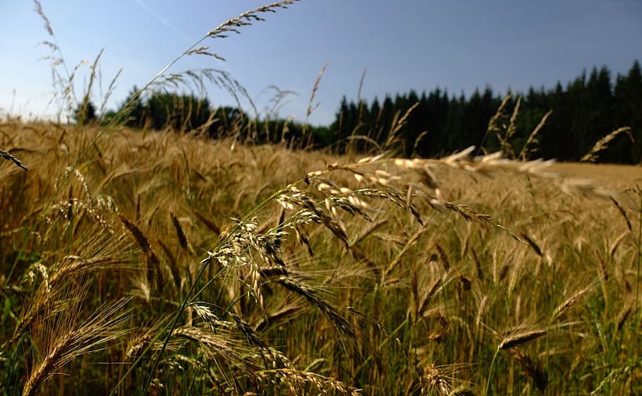 cornfield, nature, sun, landscape, cereals, plant, lighting HD wallpaper