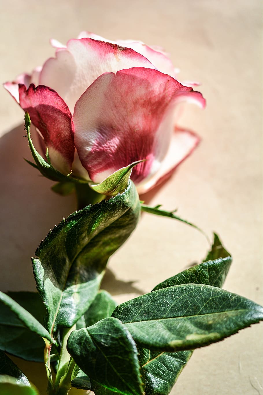 rose, flower, single, decoration, decorative, floral, romantic HD wallpaper