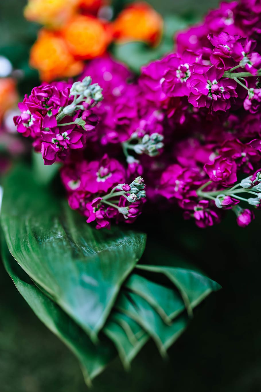 Colorful Exotic Flowers and Greenery, flora, leaf, leaves, tropical HD wallpaper