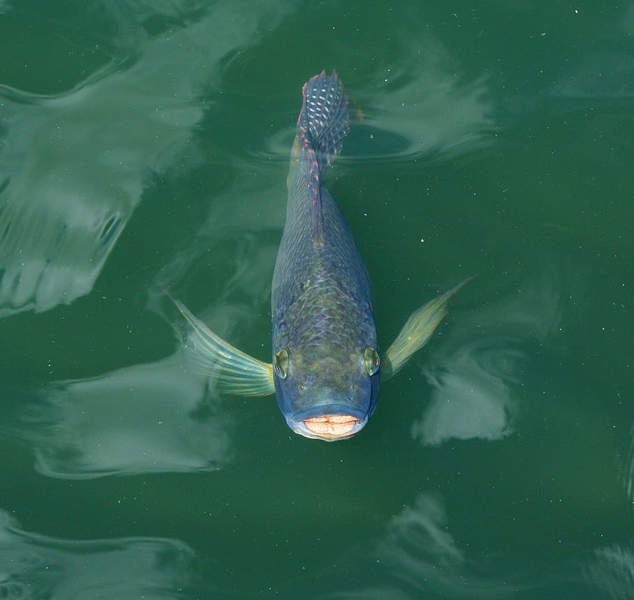 blue fish in water, Koi, Carp, Swim, Pond, Japanese, oriental HD wallpaper