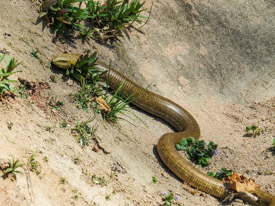 snake, lizard, crawl, scale, hunt, plant, high angle view, nature HD wallpaper