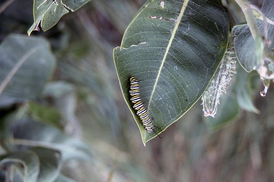 Monarch caterpillar, close up photo of caterpillar on leaf, insect HD wallpaper