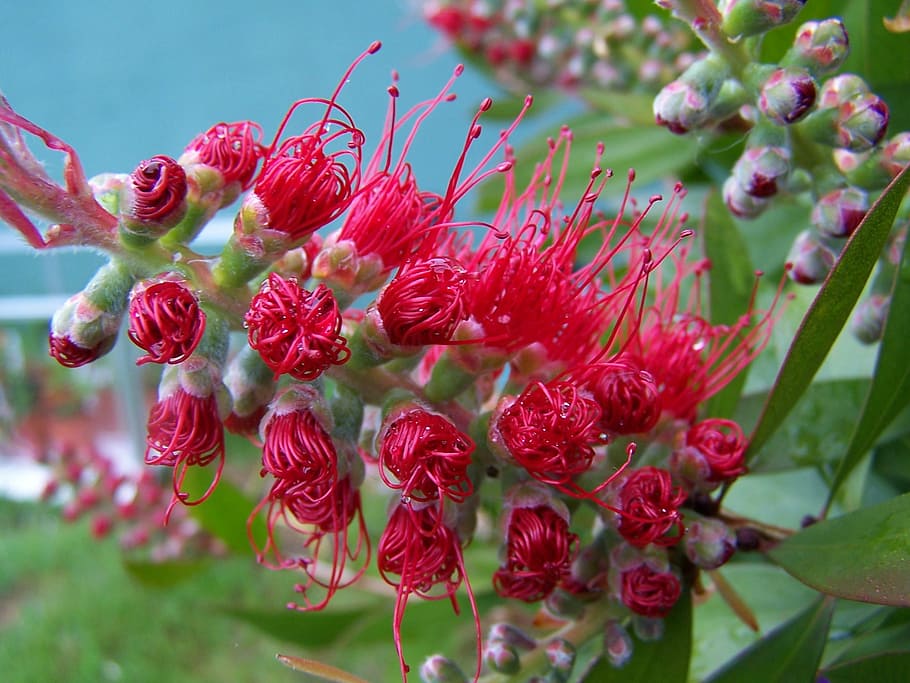bottlebrush, tree, plant, callistemon, flower, red, bush, shrub HD wallpaper
