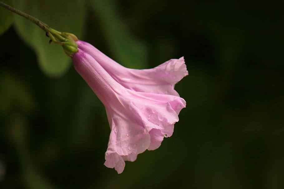 flower, nature, pink, flowering plant, close-up, vulnerability HD wallpaper