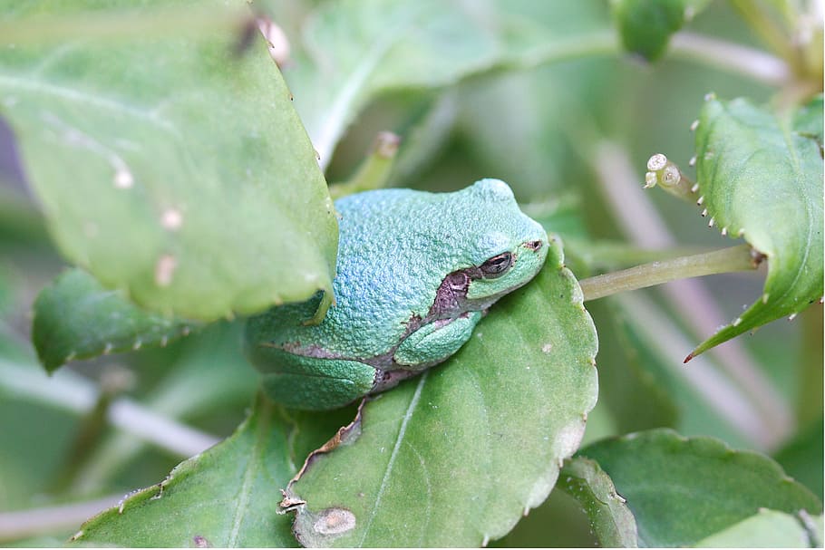 Frog, Amphibian, Leaf, Exotic, Nature, conservation, close-up HD wallpaper