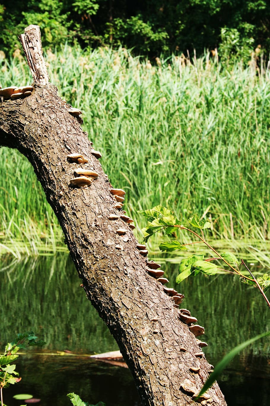 river, nature, tree, barking, mushrooms, plant, focus on foreground HD wallpaper