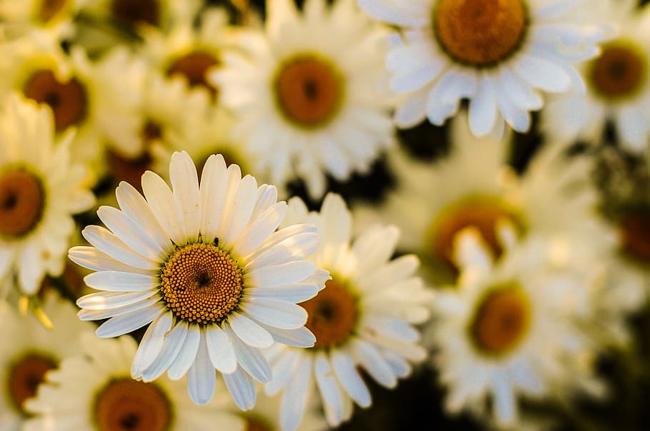 close-up photo of white petaled flowers, oxeye, daisy, blossom, HD wallpaper
