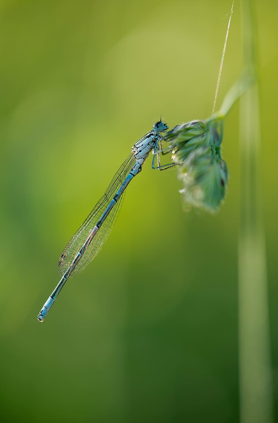 slender dragonfly, insect, nature, blue, macro, spring, animal HD wallpaper