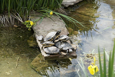 turtles, bask, panzer, tortoise shell, drawing, water, pond HD wallpaper
