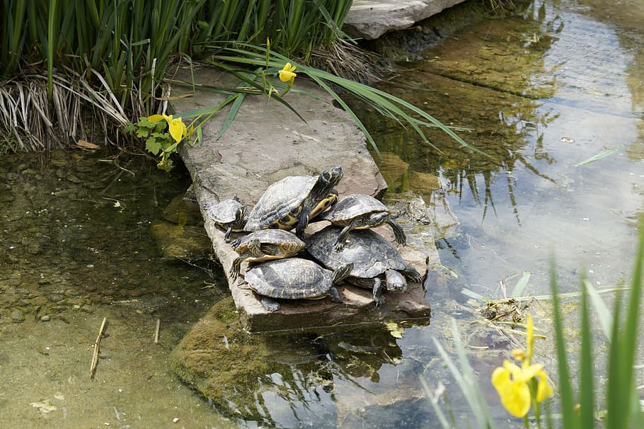 turtles, bask, panzer, tortoise shell, drawing, water, pond HD wallpaper