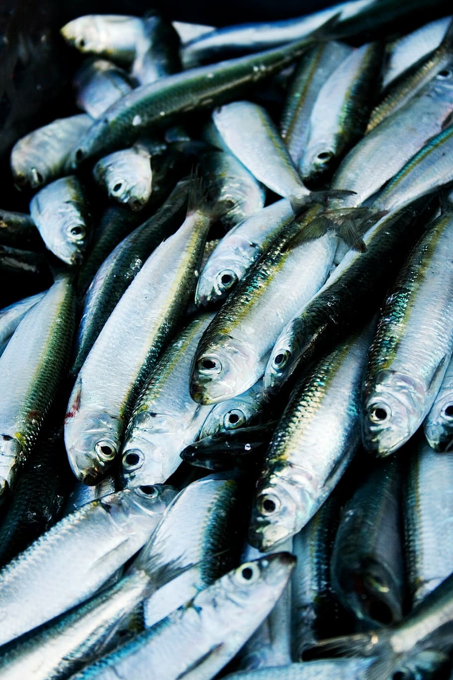 edible fish lot, herring, port, fishing, sea, lake, fishing boats, HD wallpaper