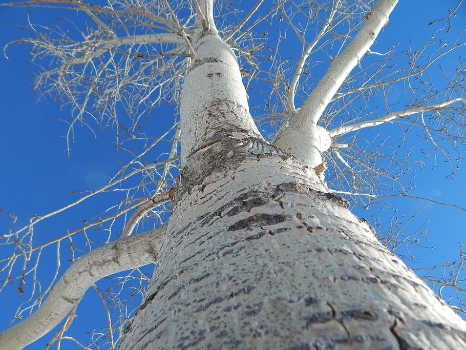 tree, perspective, bark, trunk, wood, forest, sky, nature, environment HD wallpaper