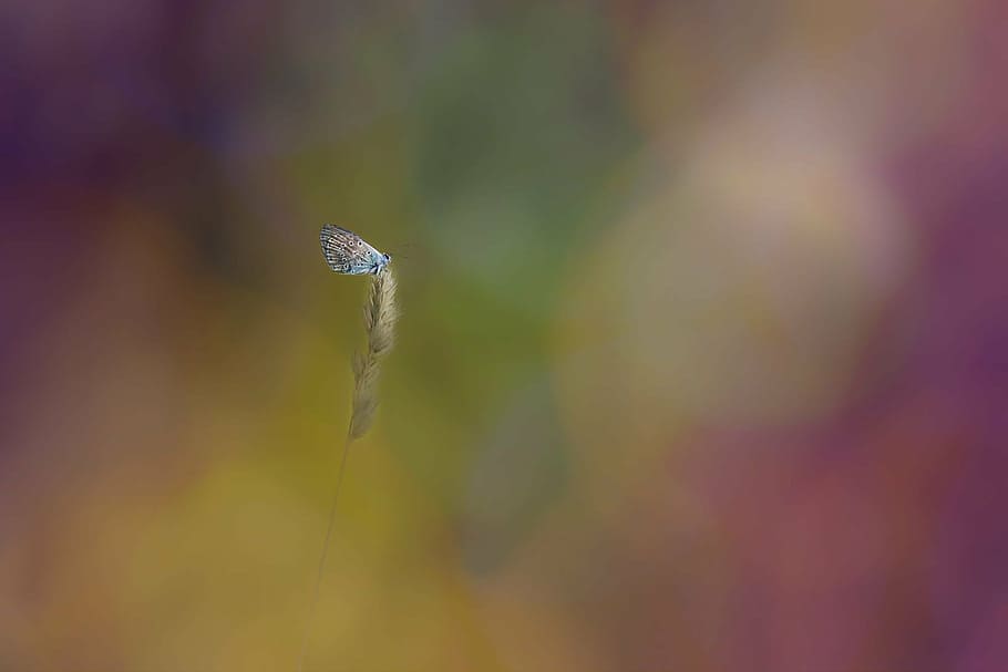 common blue butterfly perched on leaf bokeh photography, insect, HD wallpaper