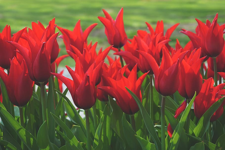 red flowers with green leaves, red tulip flower field, plant, HD wallpaper