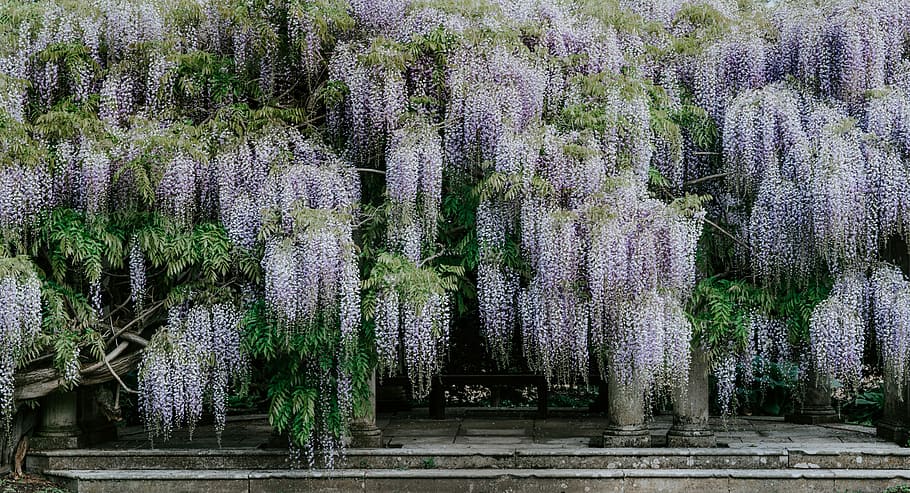 green leafed plant lot, white flowers, step, tree, hanging, wisteria, HD wallpaper