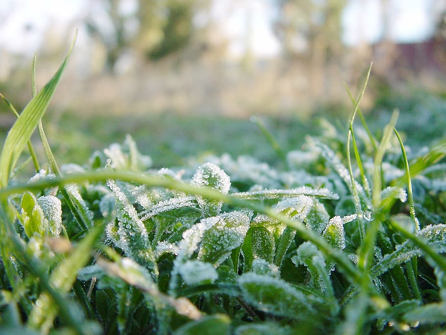 grass, green, green grass, nature, closeup, leaves of grass HD wallpaper