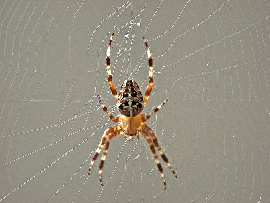 Spider, Cobweb, Close, Nature, spider web, one animal, survival HD wallpaper