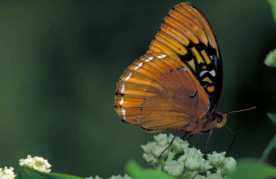 butterfly, male, diana fritillary, speyeria diana, wooded areas