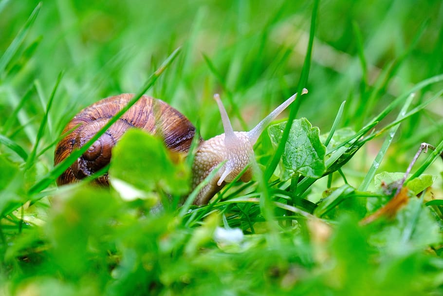 snail, crawl, shell, creature, reptile, animal, grass, plant HD wallpaper